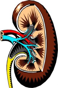 kidney-2183443_640